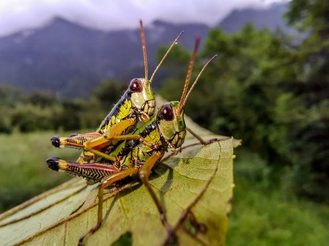 人正在张家界的深山里生吞蝗虫不朽情缘正版那个涂指甲油的女(图3)