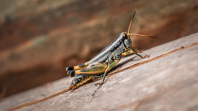 人正在张家界的深山里生吞蝗虫不朽情缘正版那个涂指甲油的女(图2)