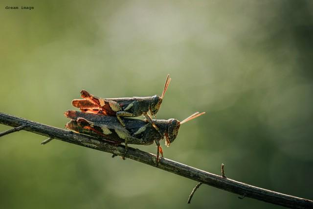 人正在张家界的深山里生吞蝗虫不朽情缘正版那个涂指甲油的女(图4)